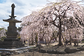 _ZZD7056_thumb.png